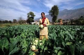 organic farming in india