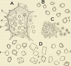 applied botany bsc 1st year