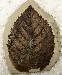 paleobotany in hindi